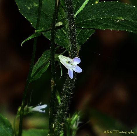 {Lobelia inflata}